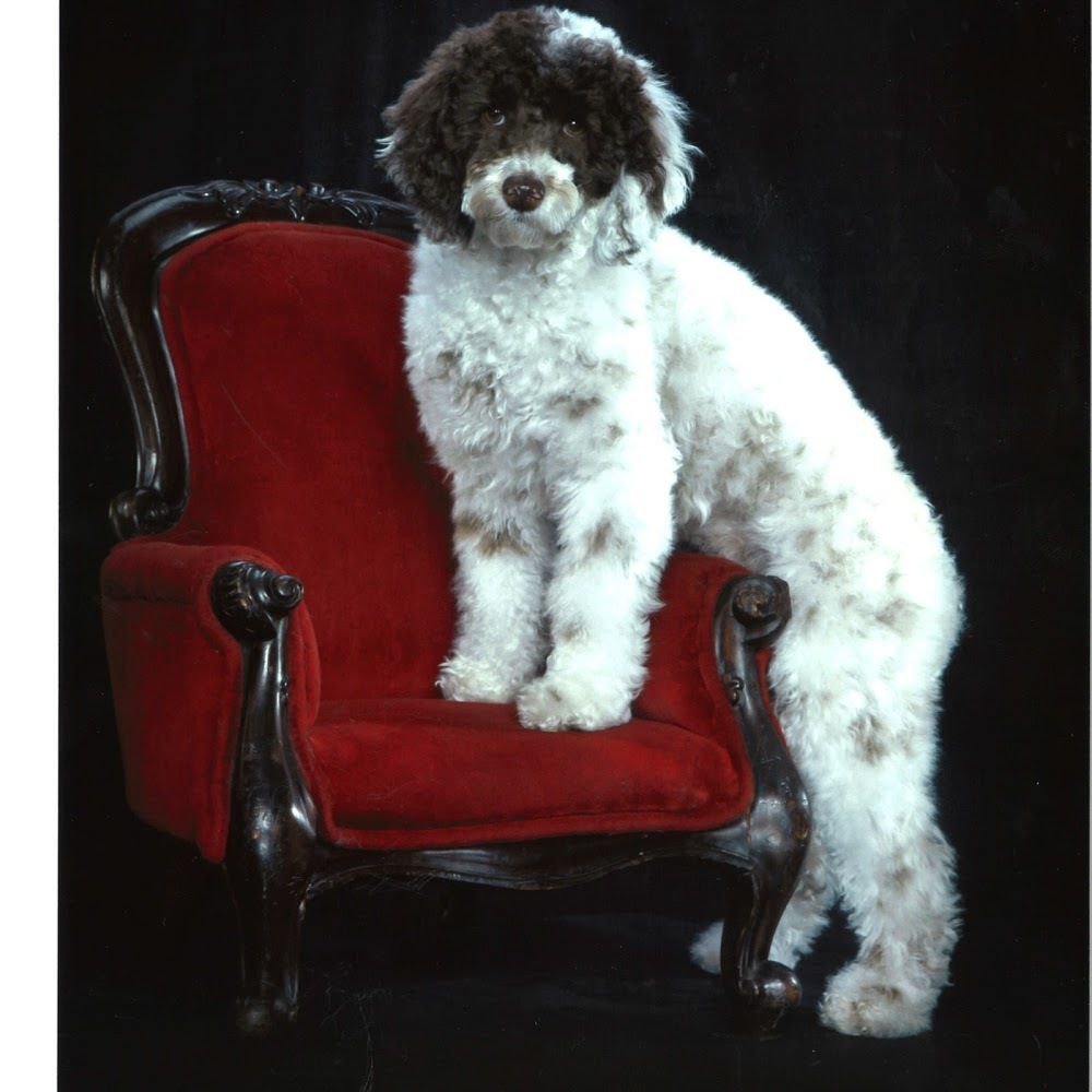 Meet your Posher, Moni!